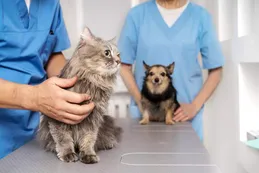 Advierten de una crisis creciente de enfermedades crónicas en animales