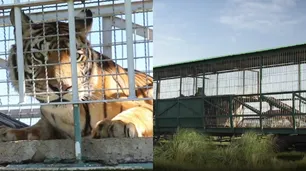 San Luis: la triste historia de 4 tigres de bengala encerrados en un vagón de tren por 15 años