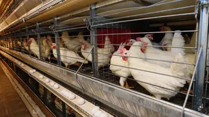 Una prohibición saudita golpea a exportadores de pollo en Brasil
