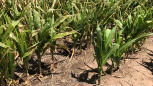 Confirman que "La Niña", con sequía y altas temperaturas, se extenderá hasta marzo