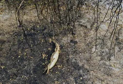El mundo perdió casi 70% de la fauna salvaje en apenas medio siglo