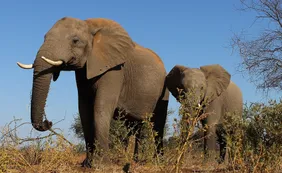 Botswana levantó la prohibición a la caza de elefantes por motivos electorales