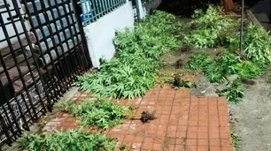 Una mujer denunció a su pareja por tener plantas de marihuana y ambos terminaron detenidos