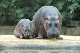 Video | Colombia regala los hipopótamos del zoológico privado de Pablo Escobar