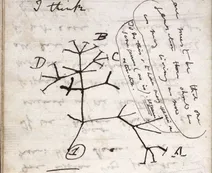 Robaron "el árbol de la vida" de Charles Darwin y lo denuncian ahora, 19 años más tarde