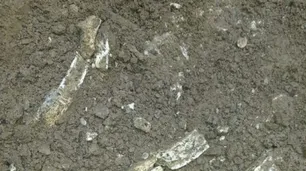 Increíble hallazgo en Ezeiza: hacía un pozo ciego y encontró restos de un tigre dientes de sable