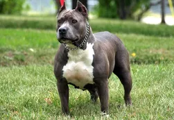 Una pitbull defendió a su dueño de un asalto