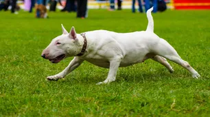 Mendoza: una nena de un año y medio fue atacada salvajemente por un perro