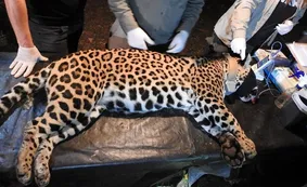 Trasladaron a una yaguareté en Misiones y ahora investigan qué pasó con sus cachorros