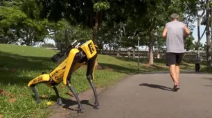 Singapur: usan perros robots en las plazas para controlar el distanciamiento social