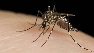 Dengue: una empresa argentina ya prueba un kit de detección temprana del virus