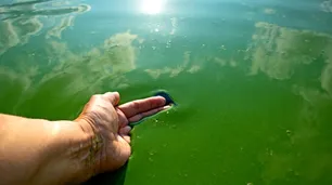 Alerta por cianobacterias en balnearios de Buenos Aires: piden que la gente no ingrese al agua