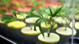 La Iglesia criticó la ley de cannabis medicinal: "Las sustancias adictivas ahora son más accesibles"
