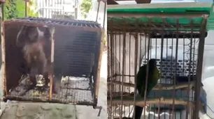 Temperley: rescatan animales exóticos del cautiverio en el patio de una casa