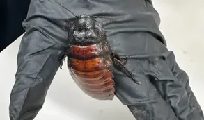 En Australia incautaron cucarachas en criadero clandestino