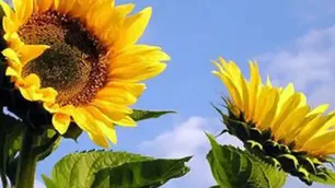 Girasol: proyectan hasta 8 millones de toneladas y crece la superficie sembrada