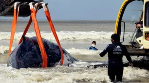 Conmovedoras imágenes: rescatan a dos ballenas varadas en el Partido de la Costa
