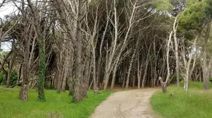 Leyendas y actividad paranormal en el Bosque Energético de Miramar