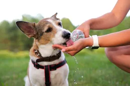 Cuidados para las mascotas ante la llegada de la fuerte ola de calor a Córdoba