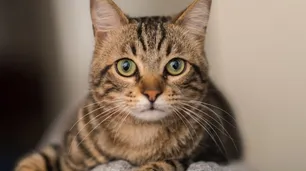 Coronavirus: un gato en Hong Kong es el segundo felino infectado del mundo