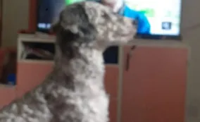 Córdoba: hallaron el auto y el perro caniche del sonidista de Dani Guardia