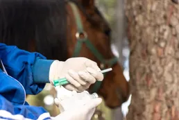 Encefalomielitis equina en Córdoba: escasez de vacunas, importación ilegal y fluctuación de precios