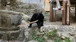 Los increíbles malabares del oso "Kung fu" más talentoso del zoológico