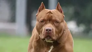 Brutal ataque de un pitbull a un niño de 7 años en Goya