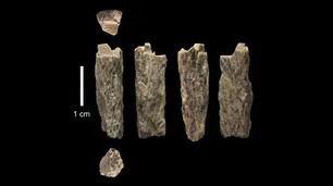 Hallaron el primer descendiente de dos especies humanas distintas