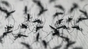 Polémica en EE.UU. por un plan para liberar 64 millones de mosquitos con bacterias