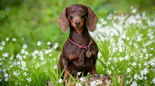 Las 7 plantas "pet friendly" ideales para casas con perros