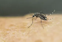 Alerta: Crecen los casos de dengue en América