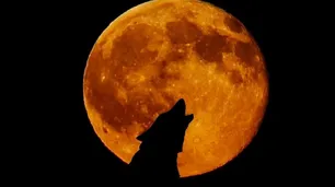 Luna de lobo: fotos, mitos y creencias sobre el fenómeno