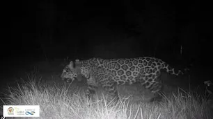Misiones: monitoreo de Ecología confirmó la muerte de la yaguareté "Elecha"