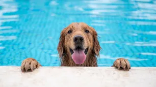 Vacaciones animales: los 5 dispositivos más novedosos para tu perro