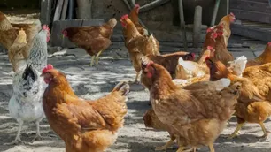 Argentina libre de gripe aviar: “Estamos trabajando con los países que habían cerrado el mercado”