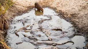 Fotos: el drama de los animales salvajes en medio de los incendios en Corrientes