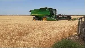 Trigo: menos área para un cultivo de alta demanda mundial y fuerte debate sobre biotecnología
