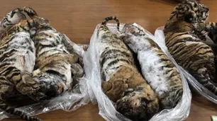 Lo detuvo la Policía y le encontró siete tigres congelados en su auto