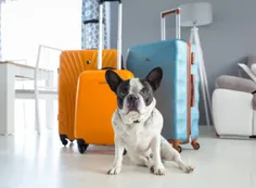 Vacaciones de invierno: los 5 pasos necesarios para viajar con mascotas al exterior