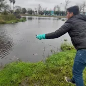 Dengue: San Francisco se prepara con ovitrampas, peces larvívoros y recorridos casa por casa