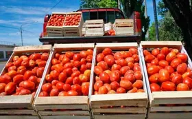 Crisis del tomate en Corrientes: productores en alerta por la apertura de importaciones y baja demanda