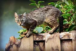 Decenas de gatos murieron por gripe aviar en Polonia: "Bajo riesgo" para los humanos, dice la OMS