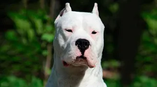 Perros potencialmente peligrosos: ya rige la “ordenanza Trinidad”