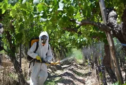 Perú está al borde de una crisis de hambre por escasez de fertilizantes