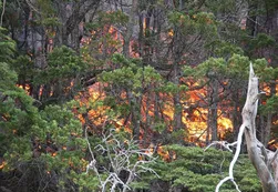 El negocio inmobiliario que se esconde detrás del incendio en Chubut
