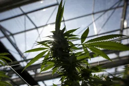 Nueva York y Nueva Jersey quieren legalizar la marihuana en 2019