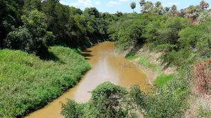 Avanza la deforestación en el segundo pulmón verde de Sudamérica: los bosques del Gran Chaco