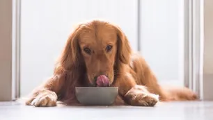 ¿Qué riesgos en la salud pueden transmitir las mascotas?