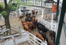 Trasladarán el mercado de hacienda a La Matanza
